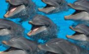 Почему дельфины и киты - млекопитающие